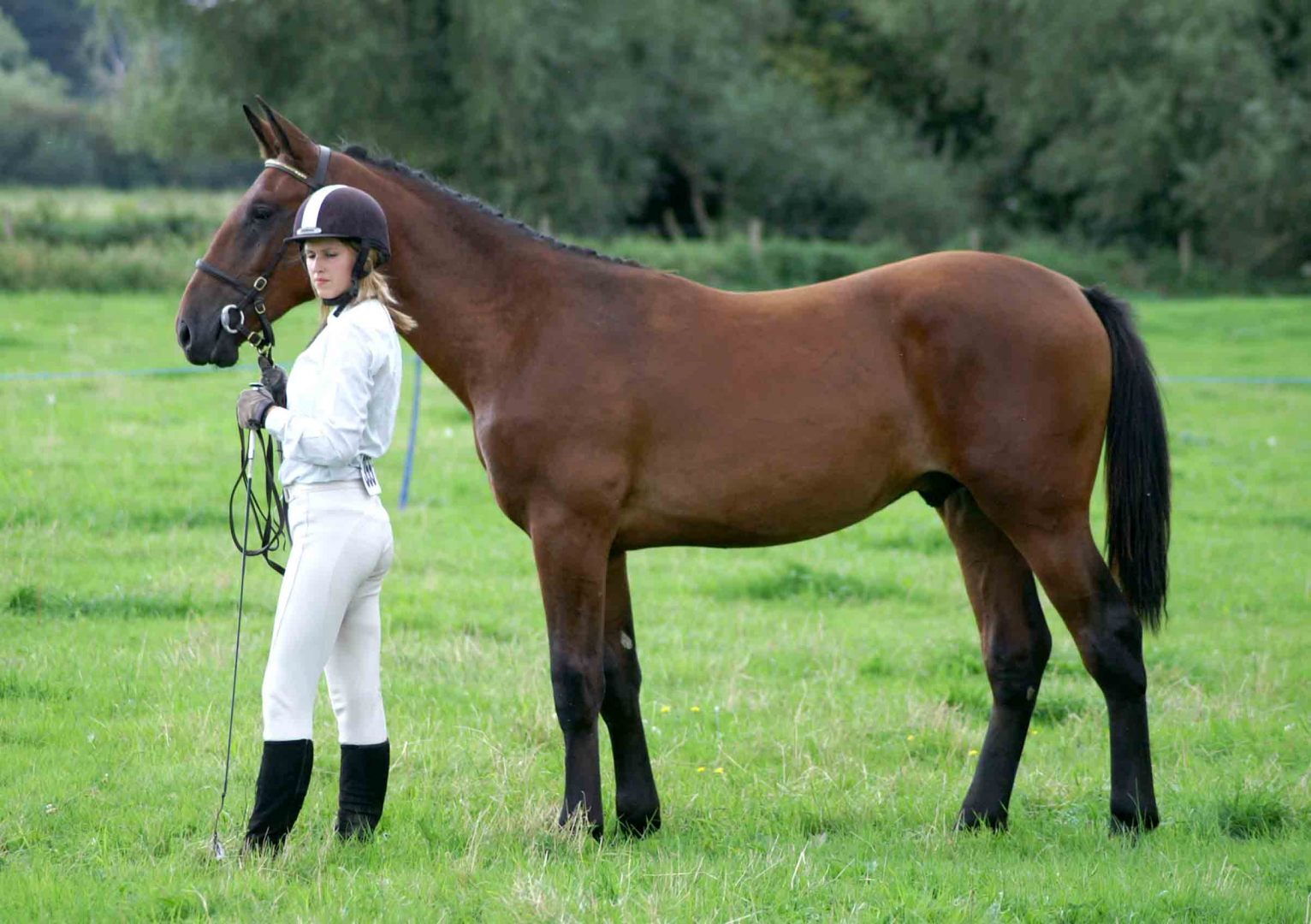 Caballo Cleveland Bay y su jinete