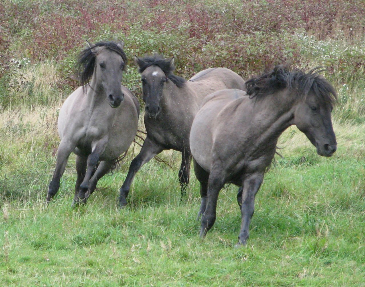 Manada de caballos Sorraia