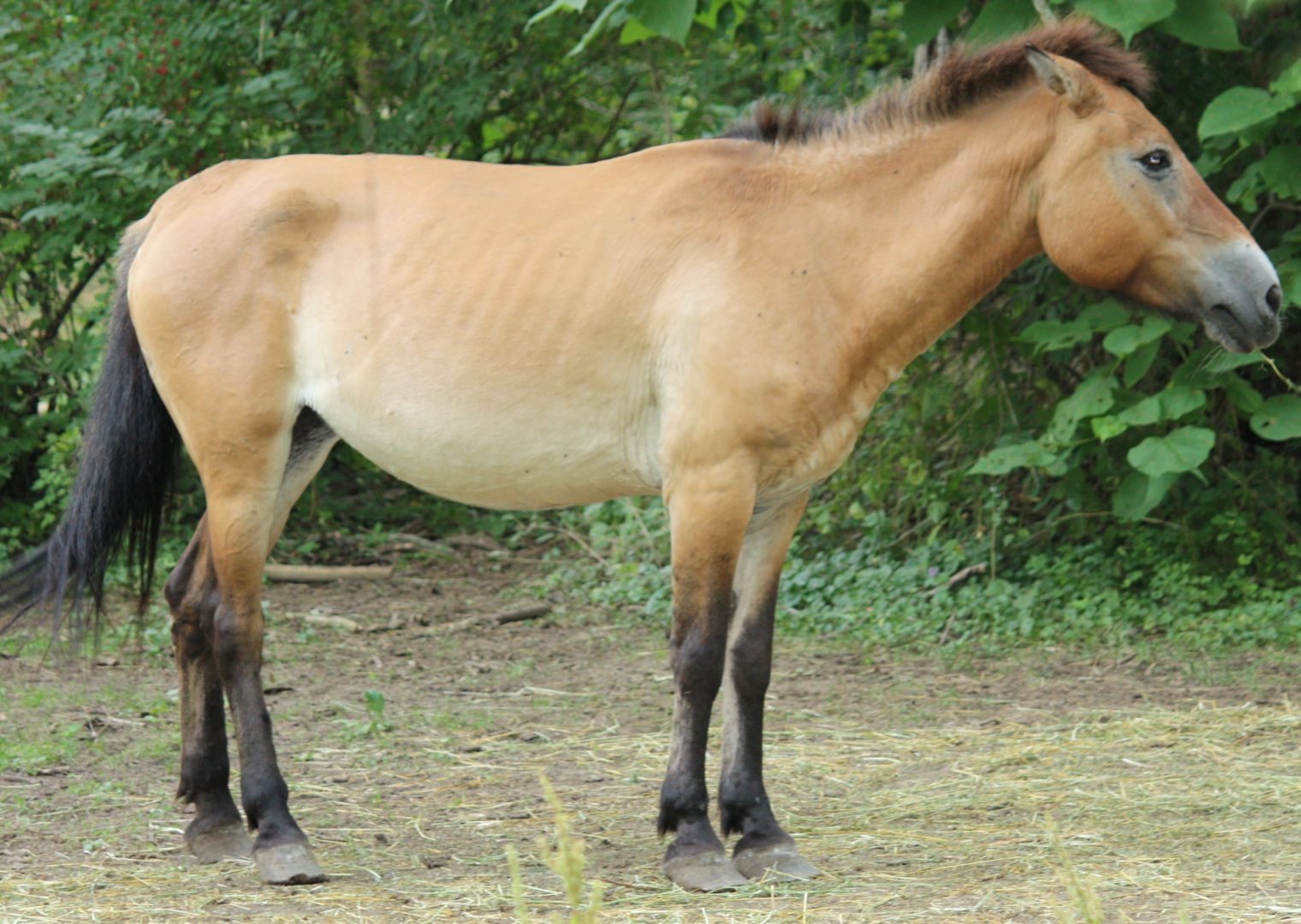 Perfil del caballo de Przewalski