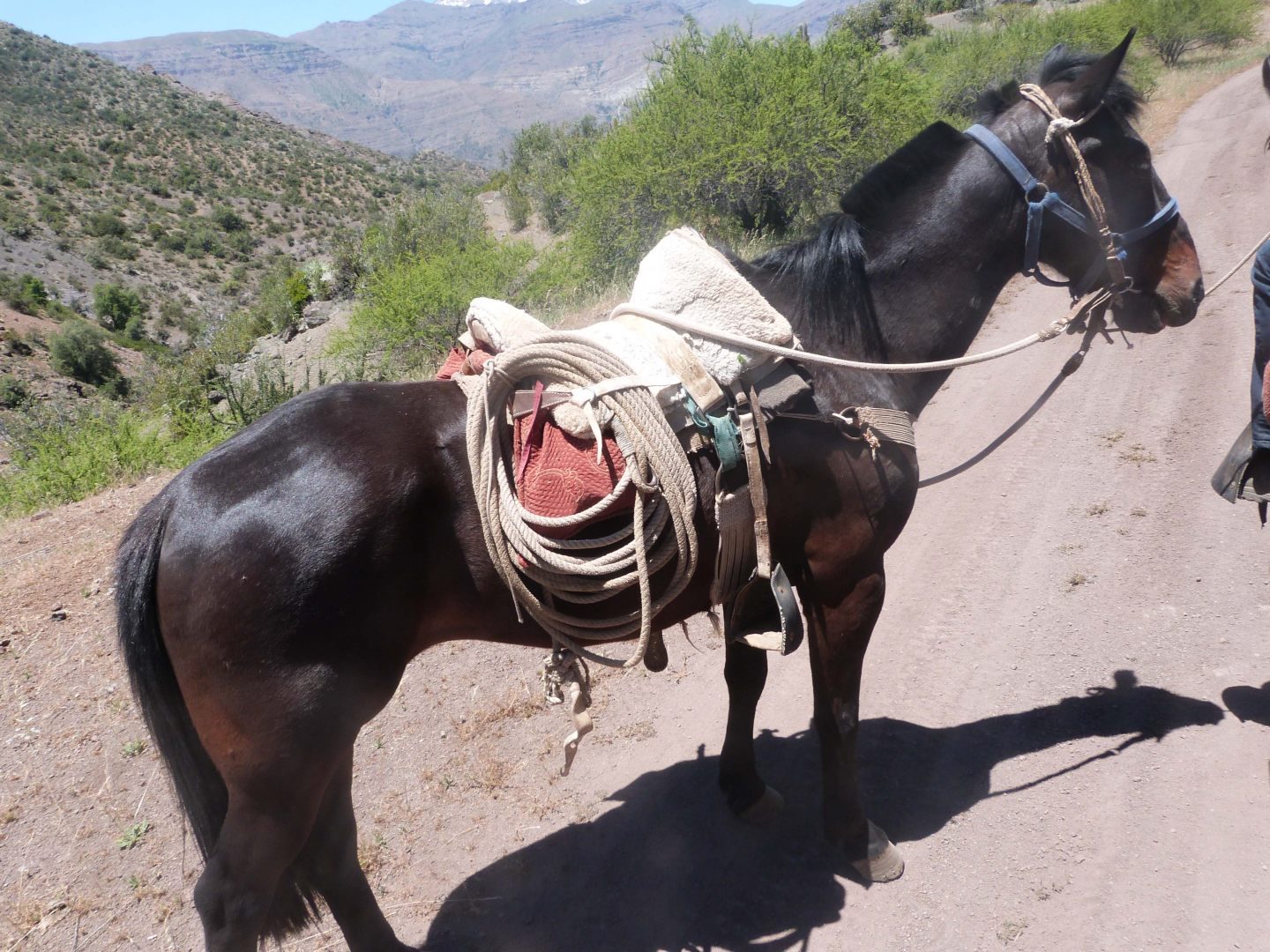Raza de caballo chileno