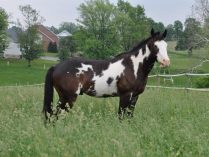 Caballo Paint Horse