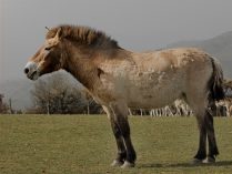 Crin del caballo de Przewalski