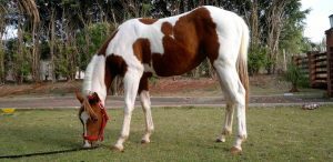 Raza de caballo Paint Horse