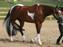 Raza Paint Horse