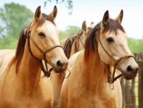 Recomendaciones sobre cuidados de caballos