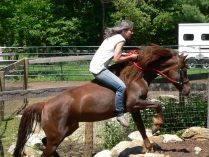 Salto del caballo Morgan